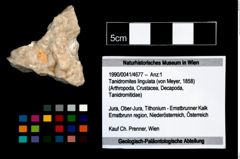 Foto (Objekt + Etikett) von Tanidromites lingulata (von Meyer, 1858)  (NHMW-GEO-1990-0041-4677)